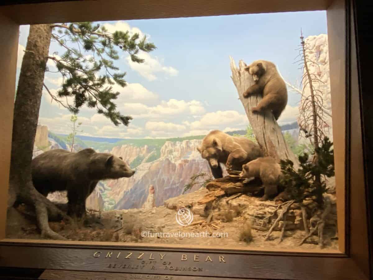 Grizzly Bear, American Museum of Natural History, New York