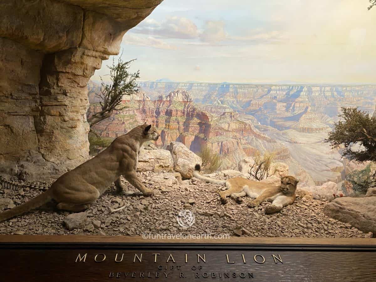 Cougar (Mountain Lion) ,American Museum of Natural History, New York