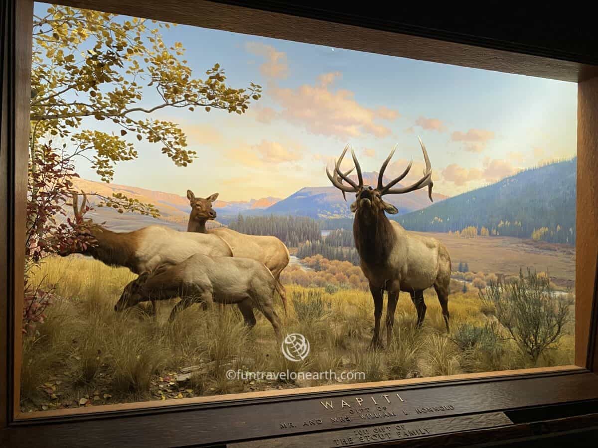 Wapiti, American Museum of Natural History, New York