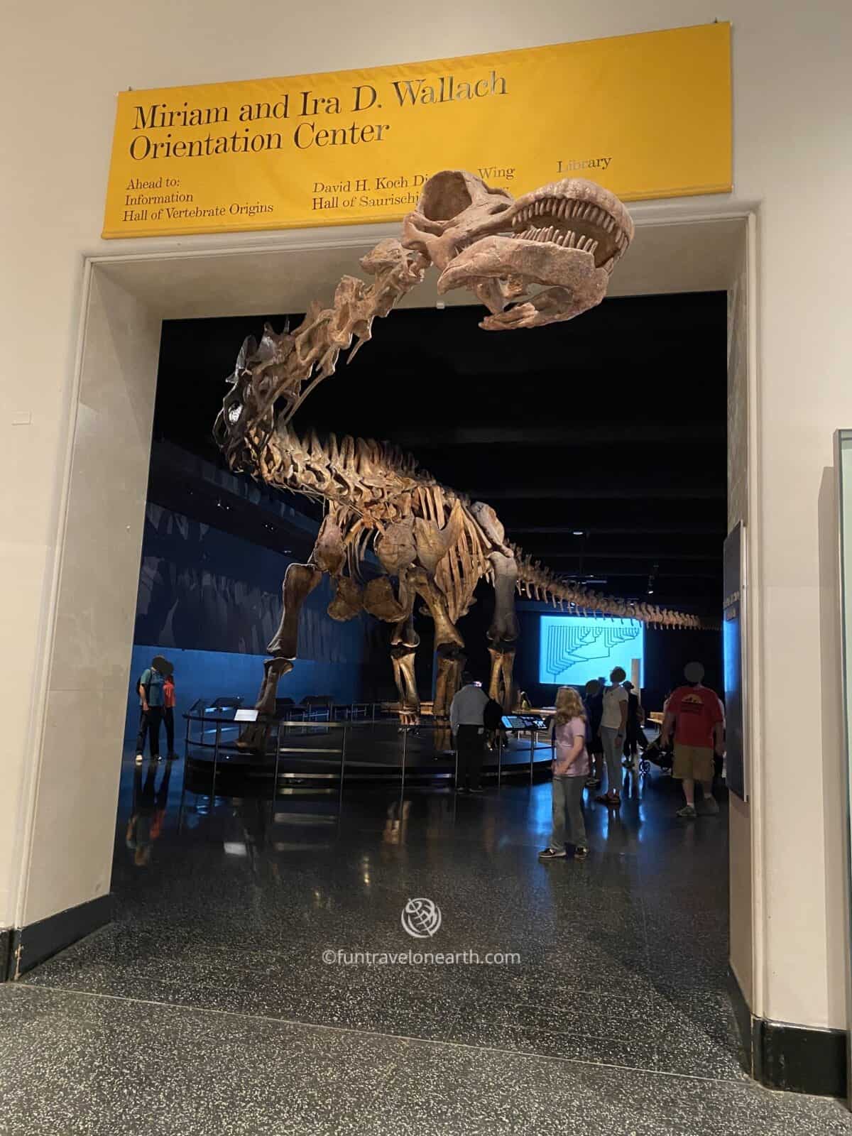 The Titanosaur, American Museum of Natural History, New York