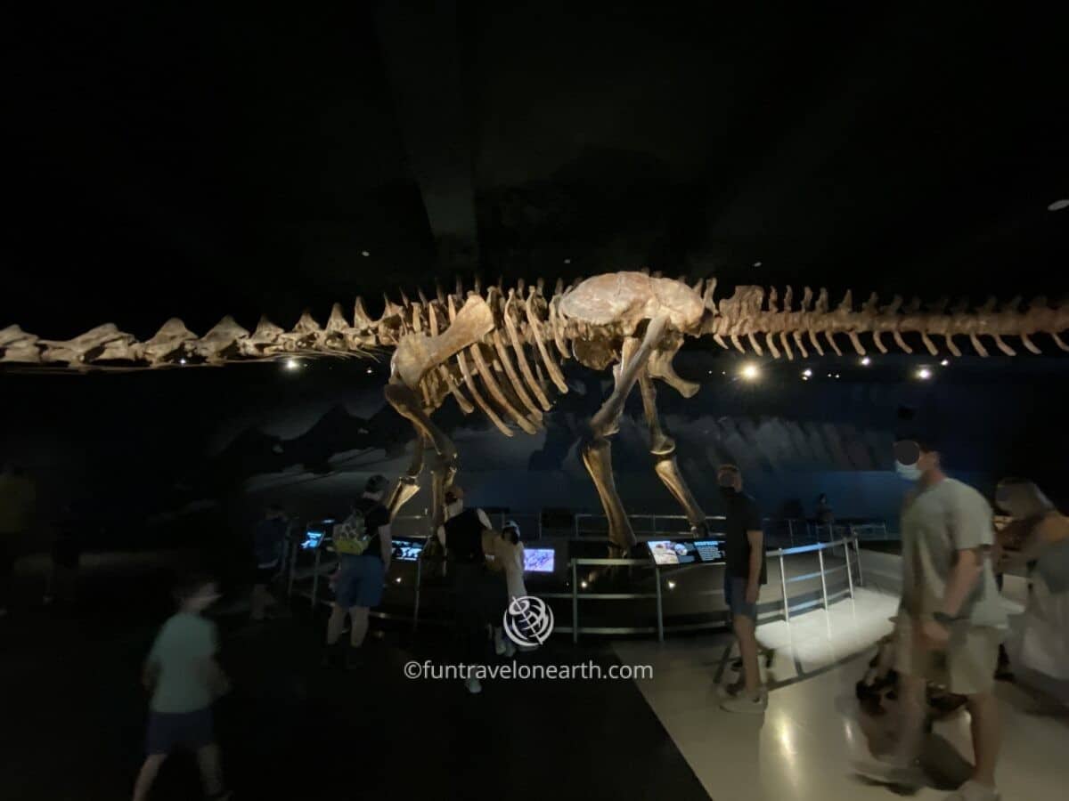 The Titanosaur, American Museum of Natural History, New York