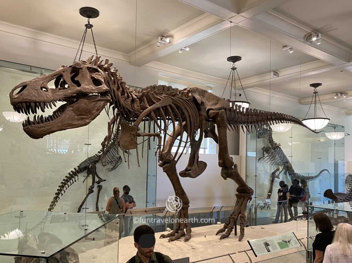 Tyrannosaurus rex, American Museum of Natural History, New York