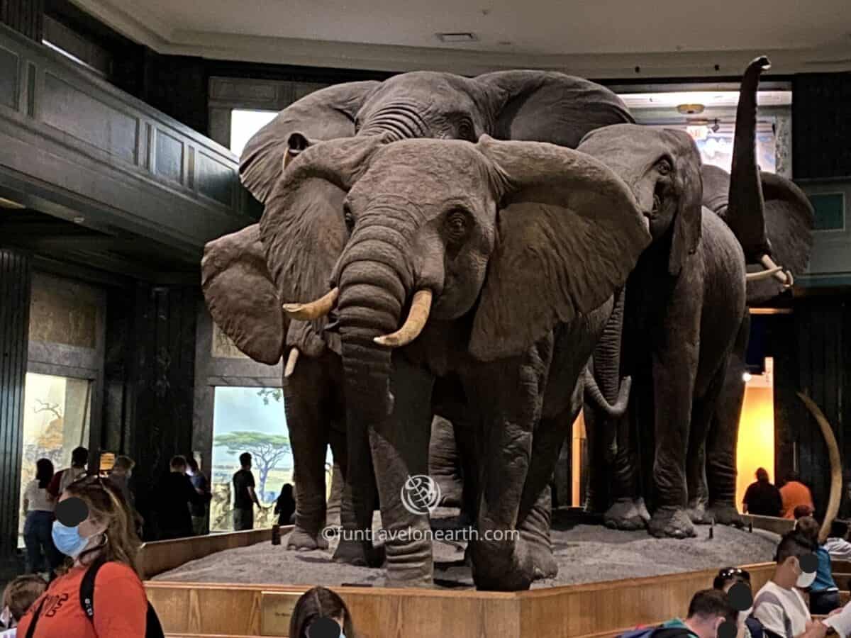 African Elephants ,American Museum of Natural History, New York
