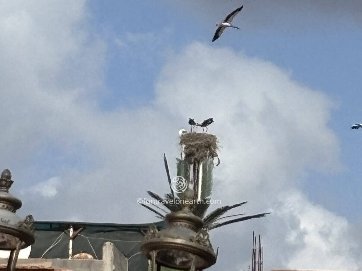 Storks, Marrakech