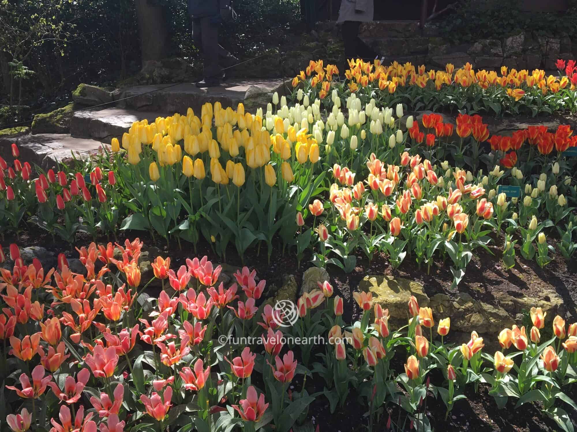 Keukenhof キューケンホフ公園 春におすすめチューリップ畑とキンデルダイクの風車 Fun Travel On Earth